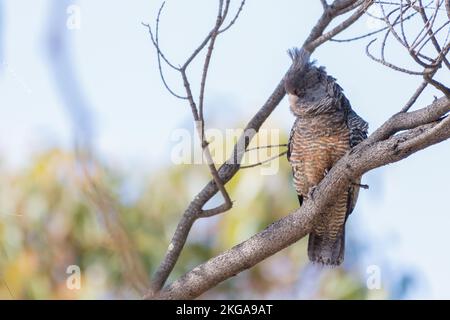 Weiblicher Gang-Gang-Kakadu (Callocephalon fimbriatum) in einem Baum, Victoria, Australien Stockfoto