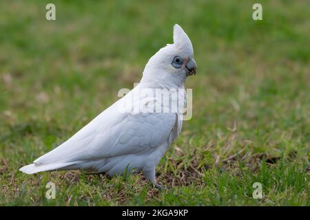 Little corella (Cacatua sanguinea), australische Kakadu-Arten, NSW Stockfoto