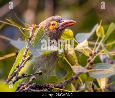 Ein brauner Barbet-Kopf thronte auf einem Baum Stockfoto