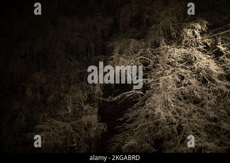 Schnee bei Nacht in Bäumen. Übernachtung in der Stadt. Stockfoto