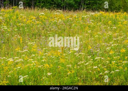 Blühende Goldrute und Aster in einem Spätsommerfeld, Greater Sudbury, Ontario, Kanada Stockfoto