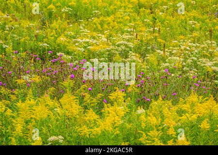 Blühende Goldrute und Aster in einem Spätsommerfeld, Greater Sudbury, Ontario, Kanada Stockfoto