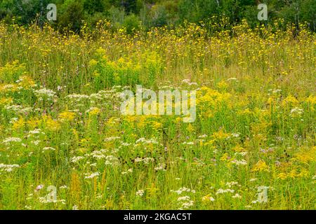 Blühende Goldrute und Aster in einem Spätsommerfeld, Greater Sudbury, Ontario, Kanada Stockfoto