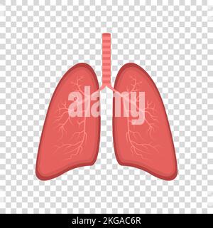 Realistische Lungenanatomie. Lungensymbol. Atmungssystem gesundes flaches medizinisches Organ der Lunge. Darstellung isolierter Vektoren. Stock Vektor