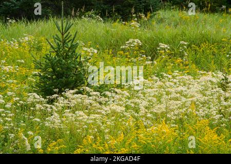 Blühende Goldrute und Aster in einem Spätsommerfeld, Espanola, Ontario, Kanada Stockfoto