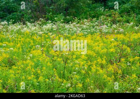 Blühende Goldrute und Aster in einem Spätsommerfeld, Espanola, Ontario, Kanada Stockfoto