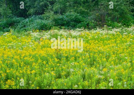 Blühende Goldrute und Aster in einem Spätsommerfeld, Espanola, Ontario, Kanada Stockfoto