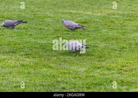Einige Tauben gehen auf dem Gras Stockfoto