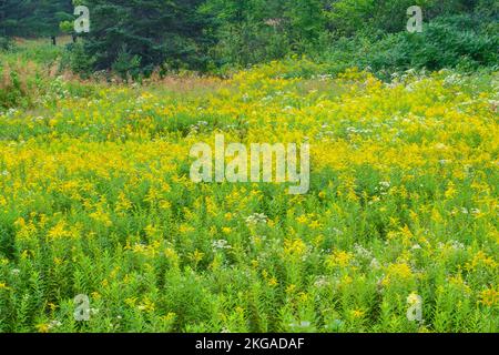 Blühende Goldrute und Aster in einem Spätsommerfeld, Espanola, Ontario, Kanada Stockfoto