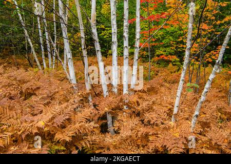 Bracken Farn in einem Birkenwald Unterholz im Frühherbst, Greater Sudbury, Ontario, Kanada Stockfoto