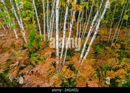 Frosted Farns in der Untergeschichte eines Hartholzwaldplatzes, Greater Sudbury, Ontario, Kanada Stockfoto