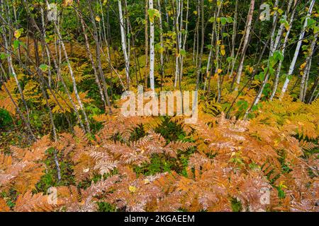Frosted Farns in der Untergeschichte eines Hartholzwaldplatzes, Greater Sudbury, Ontario, Kanada Stockfoto