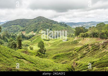 Landschaft der Teeplantage auf hügeligem Gelände in den Cameron Highlands, Malaysia. Stockfoto