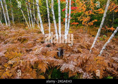 Frosted Farns in der Untergeschichte eines Hartholzwaldplatzes, Greater Sudbury, Ontario, Kanada Stockfoto