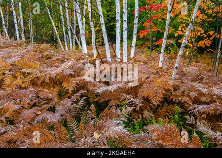 Frosted Farns in der Untergeschichte eines Hartholzwaldplatzes, Greater Sudbury, Ontario, Kanada Stockfoto