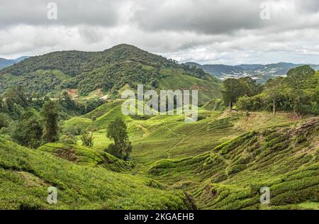 Landschaft der Teeplantage auf hügeligem Gelände in den Cameron Highlands, Malaysia. Stockfoto