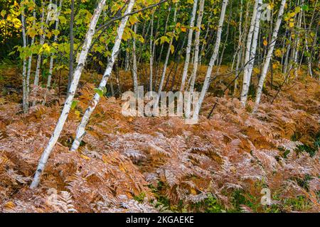 Frosted Farns in der Untergeschichte eines Hartholzwaldplatzes, Greater Sudbury, Ontario, Kanada Stockfoto