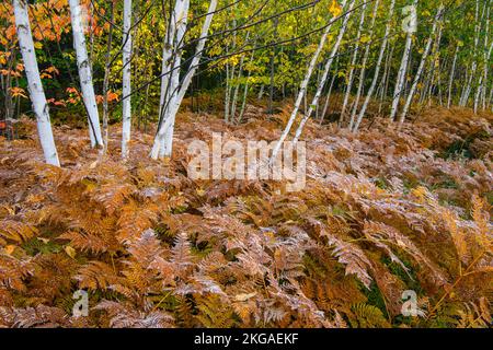 Frosted Farns in der Untergeschichte eines Hartholzwaldplatzes, Greater Sudbury, Ontario, Kanada Stockfoto