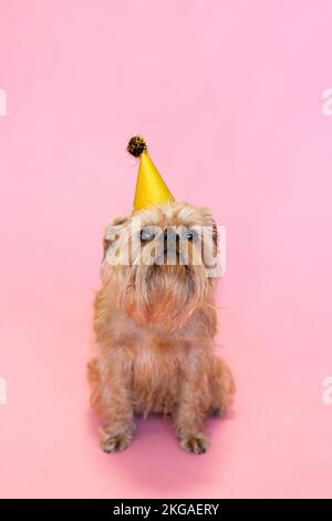 Brüsseler Griffon-Hund, der Geburtstag oder Karneval feiert und einen Partyhut trägt. Isoliert auf pinkfarbenem Hintergrund. Stockfoto