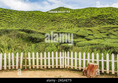 Teesträucher auf hügeligem Hang, umgeben von weißem Lattenzaun auf der Bharat Tea Plantation in Cameron Highlands, Malaysia. Stockfoto