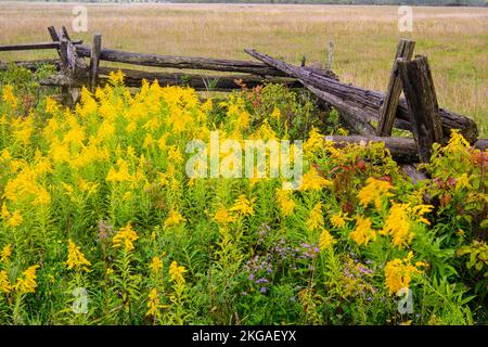 Blühende Goldrute und ein Zedernzaun mit geteilter Schiene, Sheguiandah, MANITOULIN Island, Ontario, Kanada Stockfoto