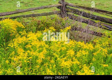 Blühende Goldrute und ein Zedernzaun mit geteilter Schiene, Sheguiandah, MANITOULIN Island, Ontario, Kanada Stockfoto