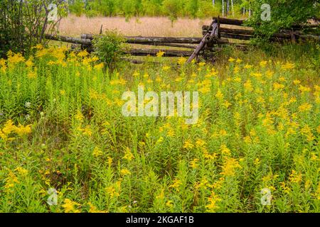 Blühende Goldrute und ein Zedernzaun mit geteilter Schiene, Sheguiandah, MANITOULIN Island, Ontario, Kanada Stockfoto