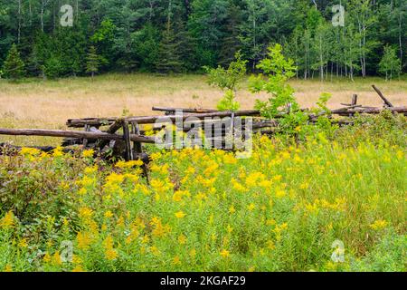 Blühende Goldrute und ein Zedernzaun mit geteilter Schiene, Sheguiandah, MANITOULIN Island, Ontario, Kanada Stockfoto