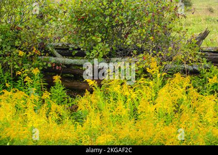 Blühende Goldrute und ein Zedernzaun mit geteilter Schiene, Sheguiandah, MANITOULIN Island, Ontario, Kanada Stockfoto