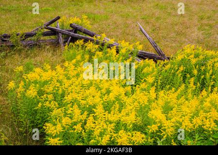 Blühende Goldrute und ein Zedernzaun mit geteilter Schiene, Sheguiandah, MANITOULIN Island, Ontario, Kanada Stockfoto