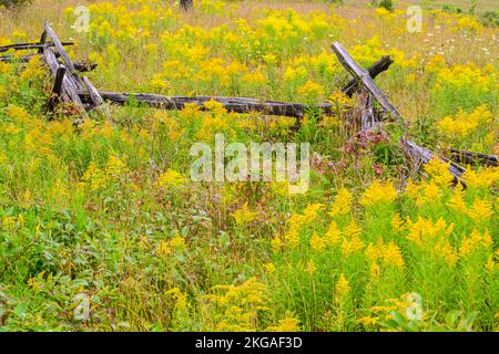 Blühende Goldrute und ein Zedernzaun mit geteilter Schiene, Sheguiandah, MANITOULIN Island, Ontario, Kanada Stockfoto