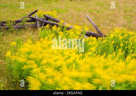 Blühende Goldrute und ein Zedernzaun mit geteilter Schiene, Sheguiandah, MANITOULIN Island, Ontario, Kanada Stockfoto