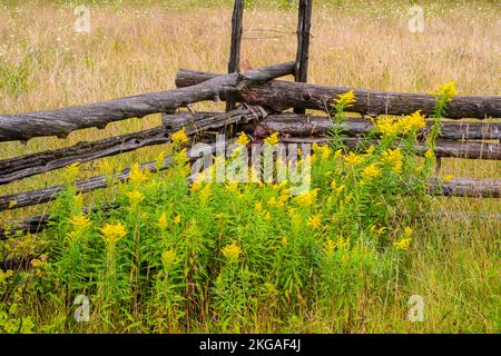 Blühende Goldrute und ein Zedernzaun mit geteilter Schiene, Sheguiandah, MANITOULIN Island, Ontario, Kanada Stockfoto