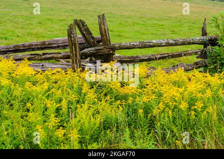 Blühende Goldrute in der Nähe eines Zedernzauns, Green Bay, MANITOULIN Island, Ontario, Kanada Stockfoto