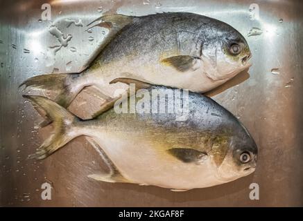 Ganz frischer roher Goldpompano-Fisch. Frisch gefangener silbergelber pompano-Fisch. Niemand, selektiver Fokus, Kochen und Essen gesundes Konzept Stockfoto