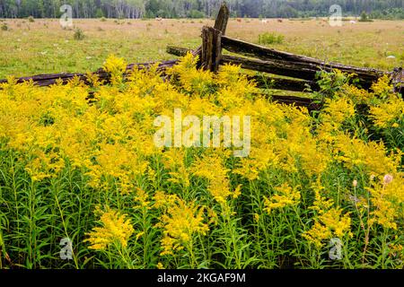 Blühende Goldrute und ein Zedernzaun mit geteilter Schiene, Green Bay, MANITOULIN Island, Ontario, Kanada Stockfoto