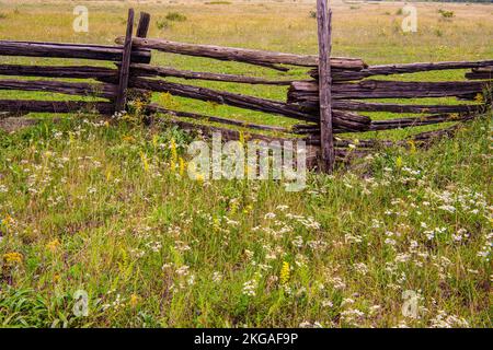 Spätsommerblumen und Zaun mit geteilten Zedernstangen, Green Bay, MANITOULIN Island, Ontario, Kanada Stockfoto