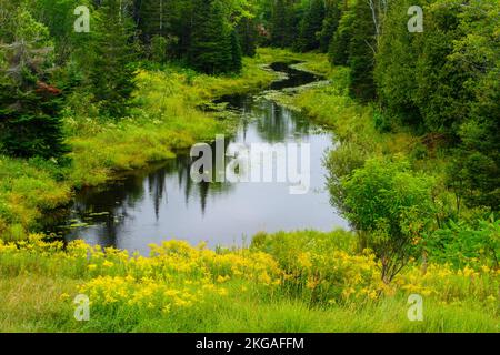 Blühende Goldröhre um einen Teich in einem Spätsommerfeld, Espanola, Ontario, Kanada Stockfoto