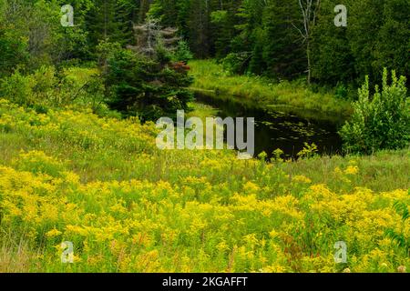 Blühende Goldröhre um einen Teich in einem Spätsommerfeld, Espanola, Ontario, Kanada Stockfoto