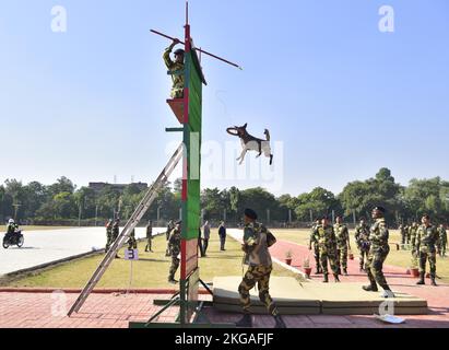 Amritsar, Indien. 22.. November 2022. AMRITSAR, INDIEN - 22. NOVEMBER: Ein ausgebildeter Hund der Border Security Force (BSF) führt während der Probe vor dem BSF Raising Day an der Guru Nanak Dev University am 22. November 2022 in Amritsar, Indien, Stunts durch. Die BSF wurde am 1. Dezember 1965 nach dem Krieg zwischen Indien und Pakistan erhoben und bewacht über 6.000km der internationalen Grenze. (Foto: Sameer Sehgal/Hindustan Times/Sipa USA) Quelle: SIPA USA/Alamy Live News Stockfoto