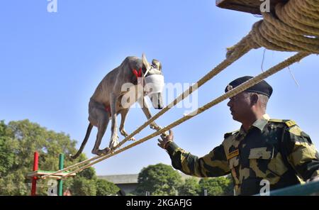 Amritsar, Indien. 22.. November 2022. AMRITSAR, INDIEN - 22. NOVEMBER: Ein ausgebildeter Hund der Border Security Force (BSF) führt während der Probe vor dem BSF Raising Day an der Guru Nanak Dev University am 22. November 2022 in Amritsar, Indien, Stunts durch. Die BSF wurde am 1. Dezember 1965 nach dem Krieg zwischen Indien und Pakistan erhoben und bewacht über 6.000km der internationalen Grenze. (Foto: Sameer Sehgal/Hindustan Times/Sipa USA) Quelle: SIPA USA/Alamy Live News Stockfoto