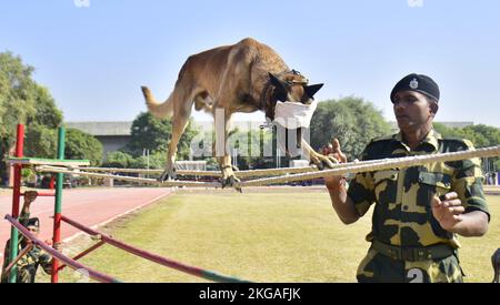 Amritsar, Indien. 22.. November 2022. AMRITSAR, INDIEN - 22. NOVEMBER: Ein ausgebildeter Hund der Border Security Force (BSF) führt während der Probe vor dem BSF Raising Day an der Guru Nanak Dev University am 22. November 2022 in Amritsar, Indien, Stunts durch. Die BSF wurde am 1. Dezember 1965 nach dem Krieg zwischen Indien und Pakistan erhoben und bewacht über 6.000km der internationalen Grenze. (Foto: Sameer Sehgal/Hindustan Times/Sipa USA) Quelle: SIPA USA/Alamy Live News Stockfoto