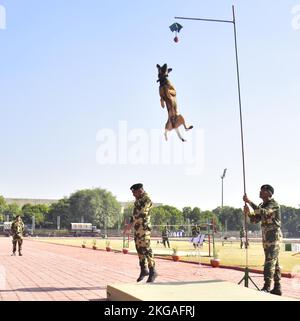 Amritsar, Indien. 22.. November 2022. AMRITSAR, INDIEN - 22. NOVEMBER: Ein ausgebildeter Hund der Border Security Force (BSF) führt während der Probe vor dem BSF Raising Day an der Guru Nanak Dev University am 22. November 2022 in Amritsar, Indien, Stunts durch. Die BSF wurde am 1. Dezember 1965 nach dem Krieg zwischen Indien und Pakistan erhoben und bewacht über 6.000km der internationalen Grenze. (Foto: Sameer Sehgal/Hindustan Times/Sipa USA) Quelle: SIPA USA/Alamy Live News Stockfoto