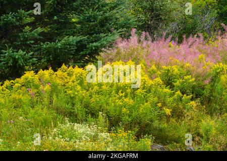 Blühende Goldrute, Feuerkraut und Perlkraut im Spätsommer, Espanola, Ontario, Kanada Stockfoto