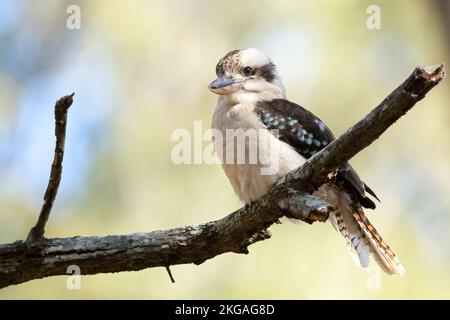 Der lachende Kookaburra (Dacelo novaeguineae) ist die größte Vogelgruppe der Königsfischer. Stockfoto