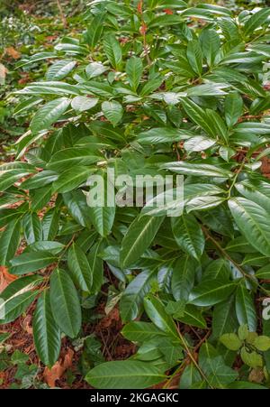 Nahaufnahme von Kirschlaurelblättern. Immergrüne KirschLorbeerpflanze als natürlicher Hintergrund. Prunus laurocerasus, englischer Lorbeer in Nordamerika, ist ein e Stockfoto