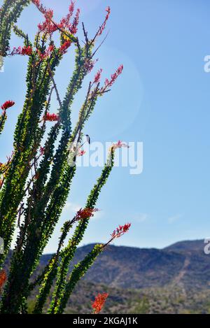 Wüstenlandschaft mit blühendem Ocotillo in Borrego Springs, Kalifornien Stockfoto