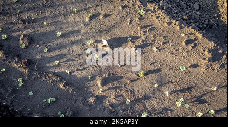 Junge Rettichsprossen wachsen im Garten auf einem Beet auf offenem Boden, das Konzept des Anbaus von Bio-Gemüse Stockfoto