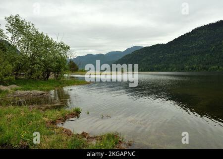 Das Ufer eines ruhigen Sees mit Gras und Büschen, umgeben von hohen Bergen, an einem bewölkten Sommerabend. Teletskoye See, Altai, Sibirien, R Stockfoto