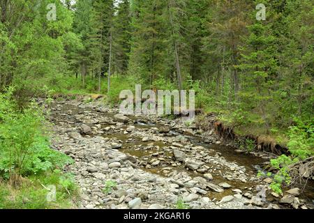 Rocky ri fast trockenes Bett eines kleinen Flusses, der durch einen Nadelwald fließt. Iogach, Altai, Sibirien, Russland. Stockfoto